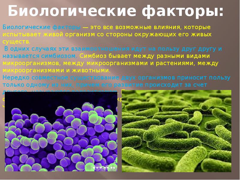 Какое свойство бактерий позволяет использовать их в. Биологические факторы. Биологические факторы микроорганизмов. Влияние биологических факторов на микроорганизмы. Биологические факторы влияющие на бактерии.