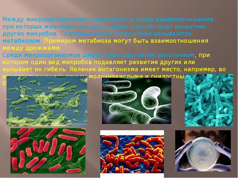 Пример симбиоза бактерий
