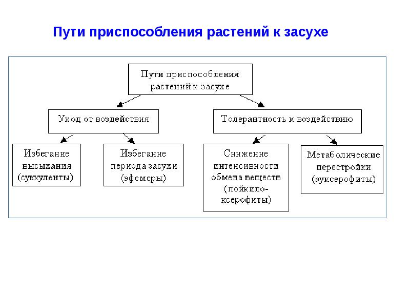 Путь приспособления. Приспособление растений к засухе. Приспособления растений к засухоустойчивости. Механизмы приспособления растений к засухе.. Приспособленность растений к засухе.