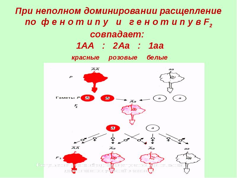 Расщепление при неполном доминировании. При неполном доминировании. Расщипление при неполной доминироаании. Задачи при неполном доминировании.