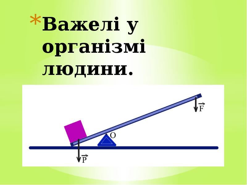 Важелі у організмі людини.