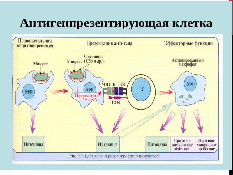 К презентации антигена способны