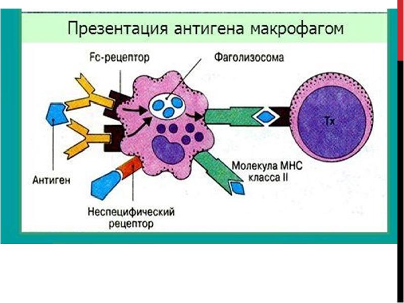 Презентация антигенов дендритными клетками