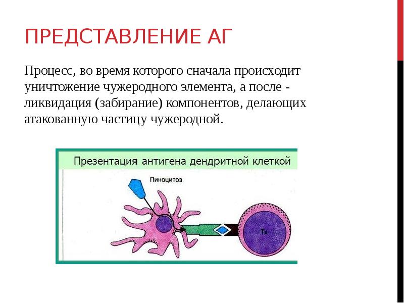 Дендритные клетки презентация