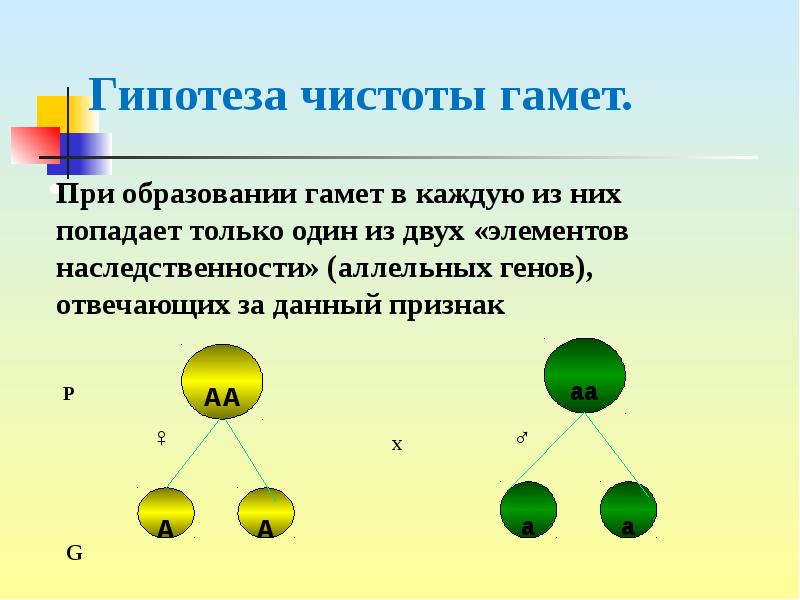 На диаграмме представлены два типа гамет человека х и у назовите гаметы