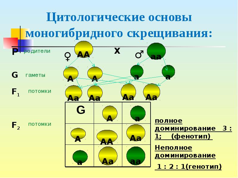 Генетические опыты Грегора Менделя - презентация онлайн