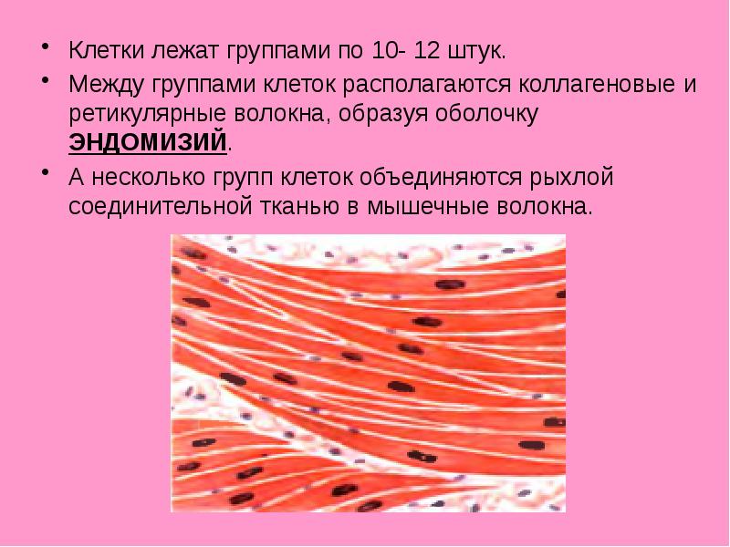 Три группы клеток. Соединительная ткань между мышцами. Соединительная ткань мышечного волокна. Соединиткльно тканные прослойки мышечной ткани. Ткань расположенная между мышечными волокнами.