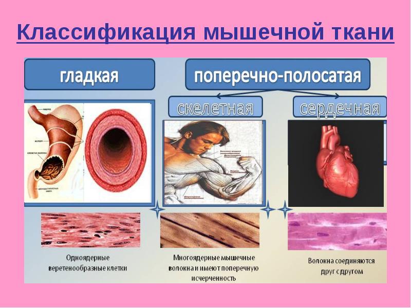 Мышечные ткани презентация