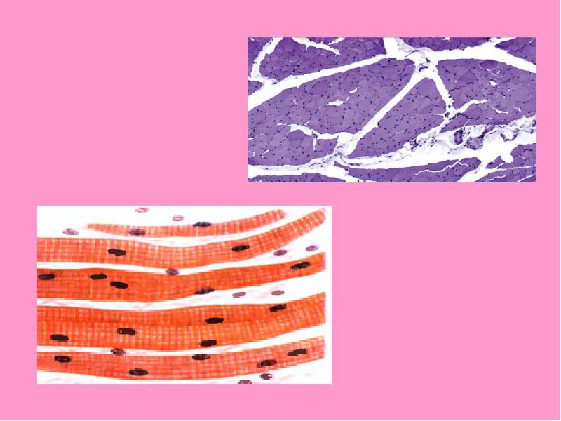 Мышечные ткани презентация