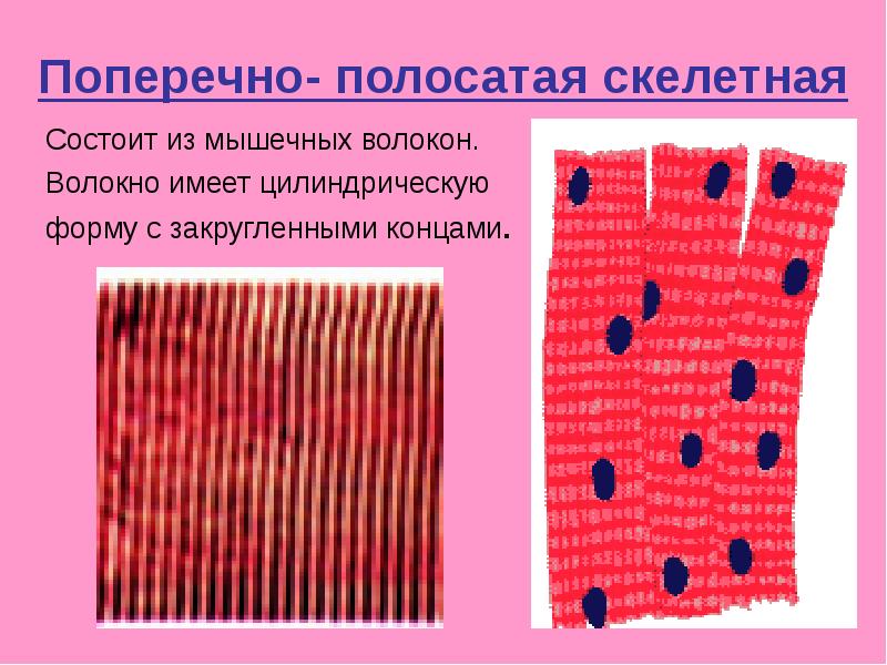 Поперечнополосатые мышцы входят в состав стенки