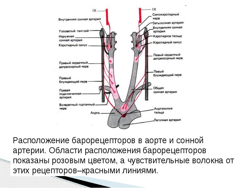 Сегменты внутренних артерий