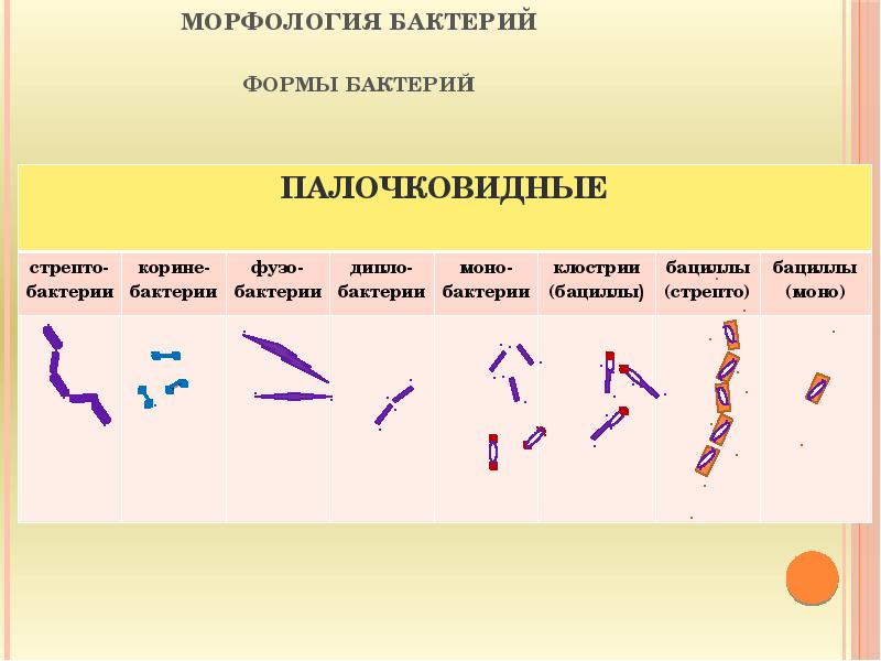 Морфология бактерий презентация