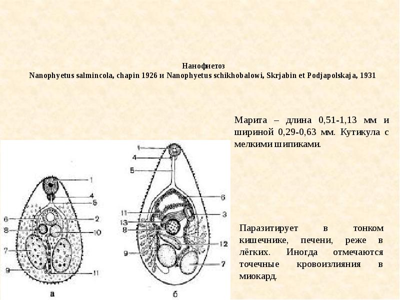 Яйца нанофиетуса рисунок