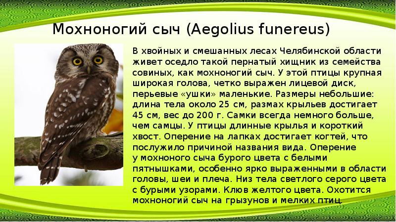 Крупная птица из семейства совиных. Крупная птица из семейства совиных