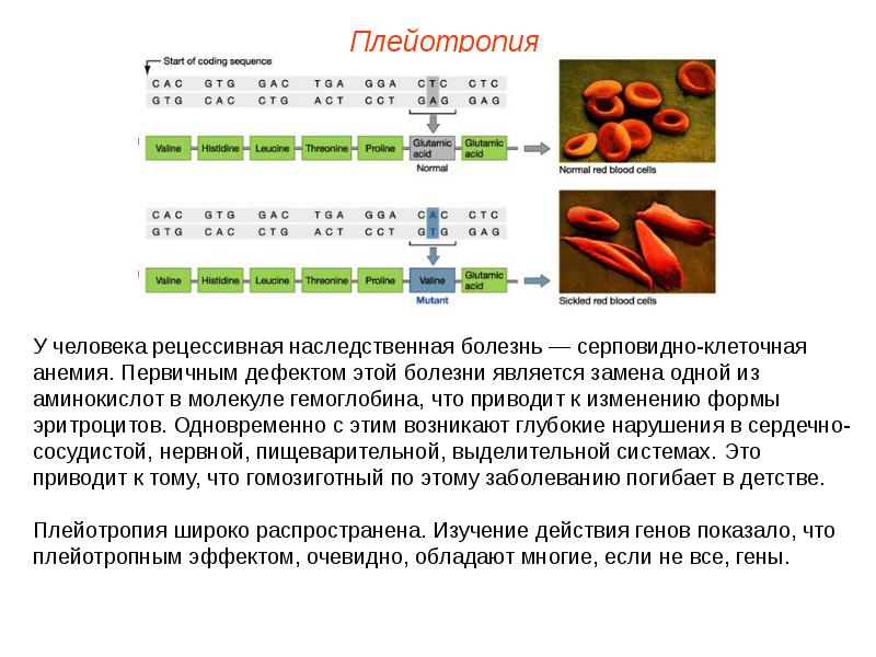 Взаимодействие генов презентация 10 класс