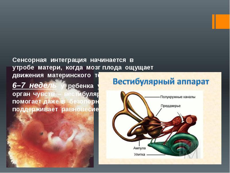 Сенсорная интеграция презентация. Сенсорная интеграция в утробе матери. Сенсорная интеграция органы чувств. Мозг зародыша в материнской утробе.