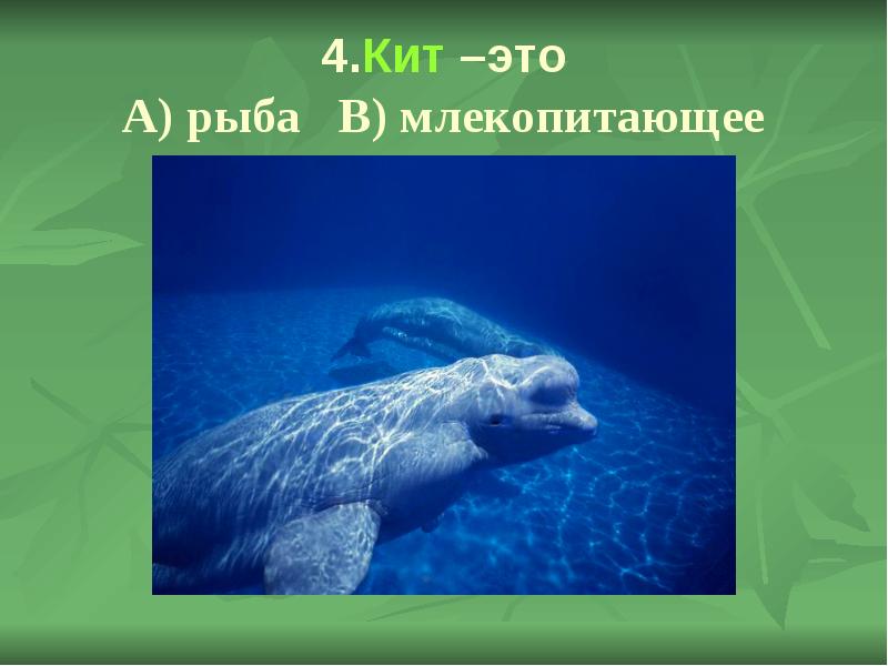 млекопитающие рыбы, кит это рыба или млекопитающее, 4 кита, рыбы и млекопитающие отличия