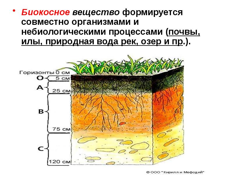 Почвенный покров земли образовался как вещество