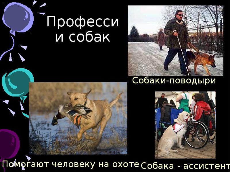 Профессии собак презентация