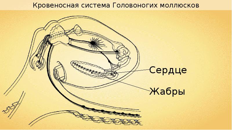 Нервная система головоногих моллюсков. Дыхательная система головоногих. Кровеносная система головоногих. Головоногие моллюски дыхание. Кровеносная система система у головоногих моллюсков.