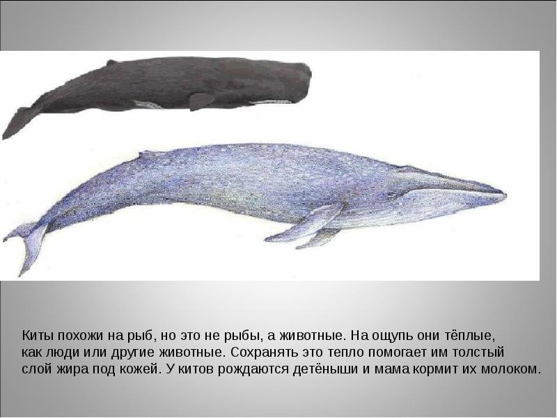 Кит презентация для детей