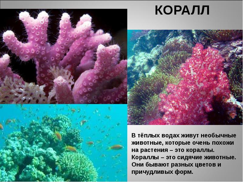 Коралловые полипы презентация