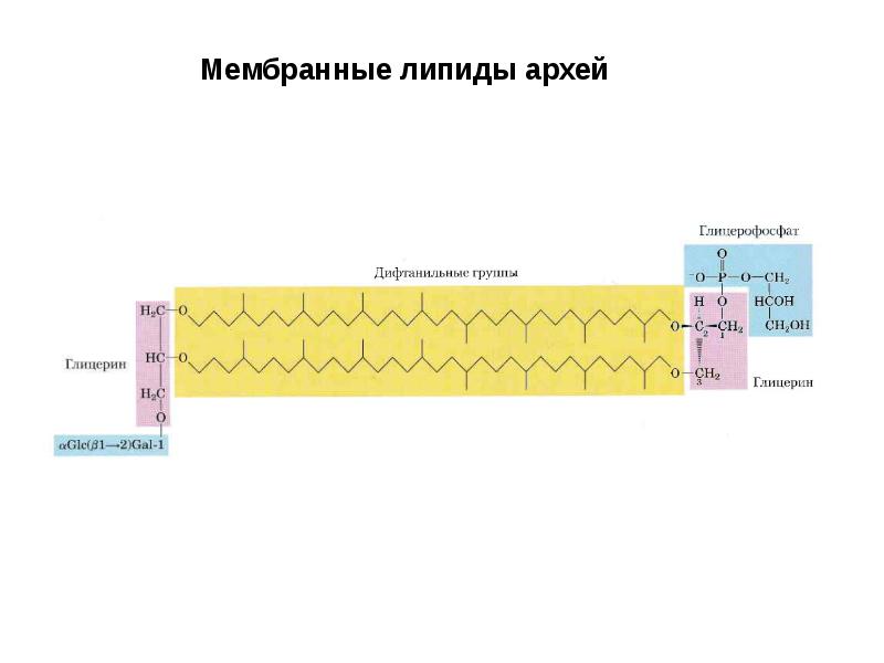 Строение архей. Строение мембраны Архей. Липиды Архей. Строение оболочек Архей. Клеточная стенка Архей.