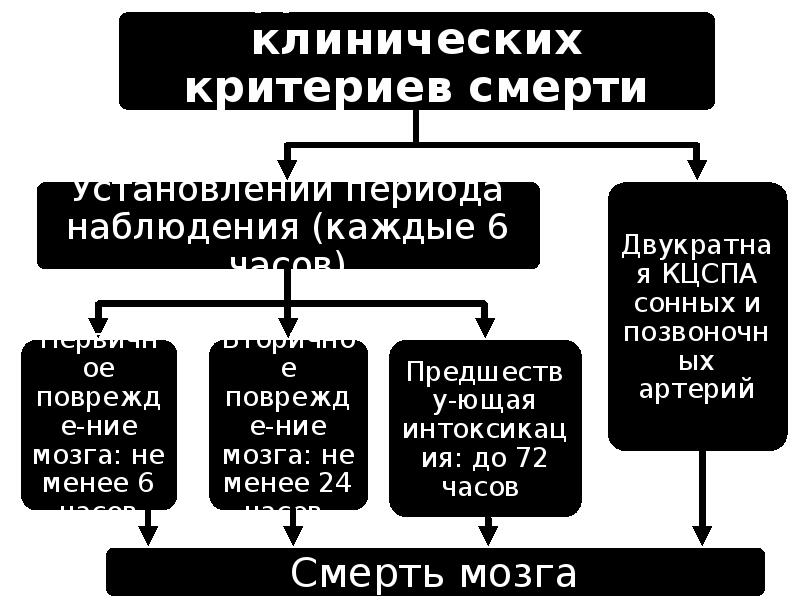 Смерть мозга презентация