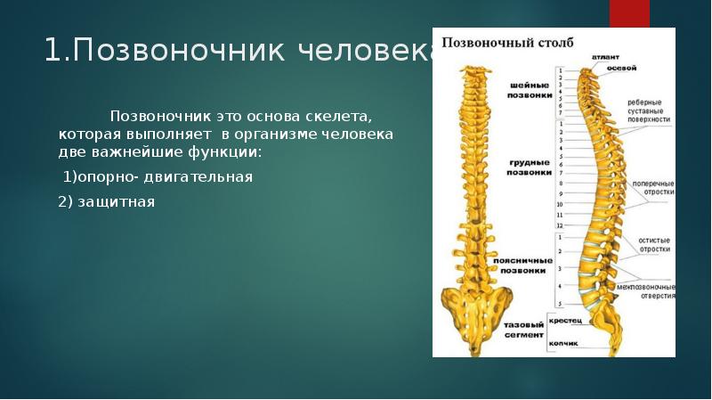 Позвоночник 1. Скелет туловища презентация. Особенности скелета человека позвоночник. Позвоночник человека и животного сравнение. Эволюция позвоночника человека.