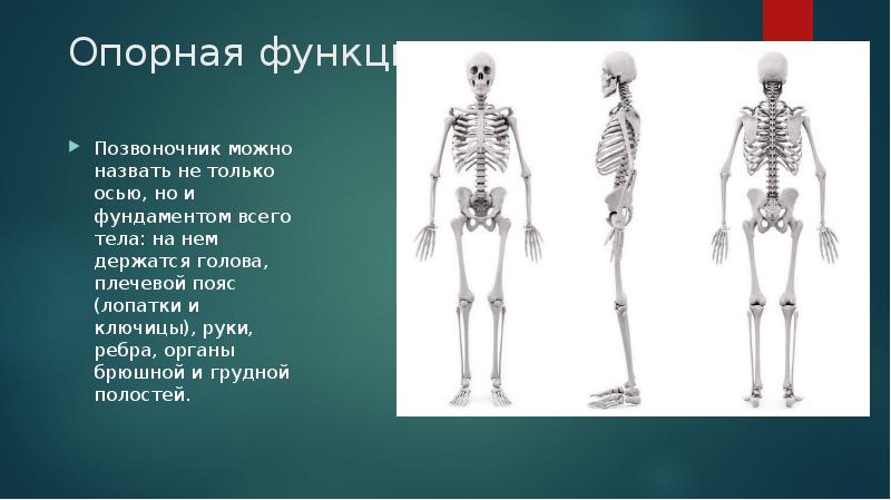 Опорная функция. Опорно двигательная функция позвоночника. Норма и патологии скелета туловища. Опорная функция позвоночника. Функции скелета туловища.