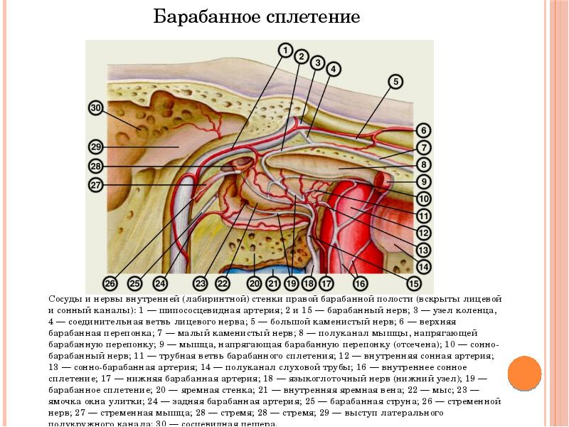 Медиальная лабиринтная стенка