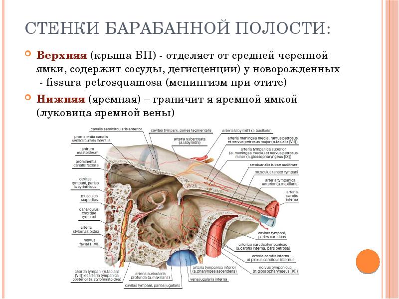 Анатомия среднего уха презентация