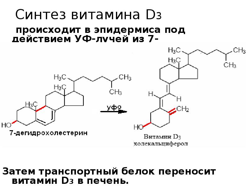 Синтез витамина D3
происходит в эпидермиса под действием Синтез витамина D3
происходит в эпидермиса под действием