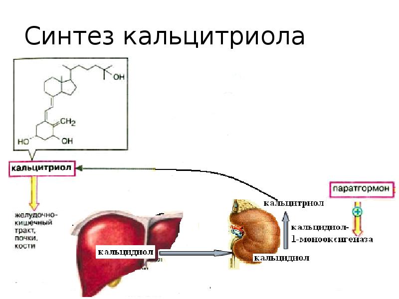 Фосфорно кальциевый обмен биохимия презентация