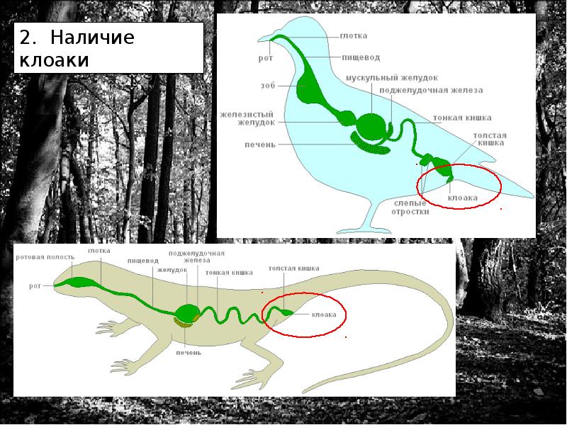 Клоака биология. У амфибий есть клоака. У земноводных есть клоака. Клоака строение.