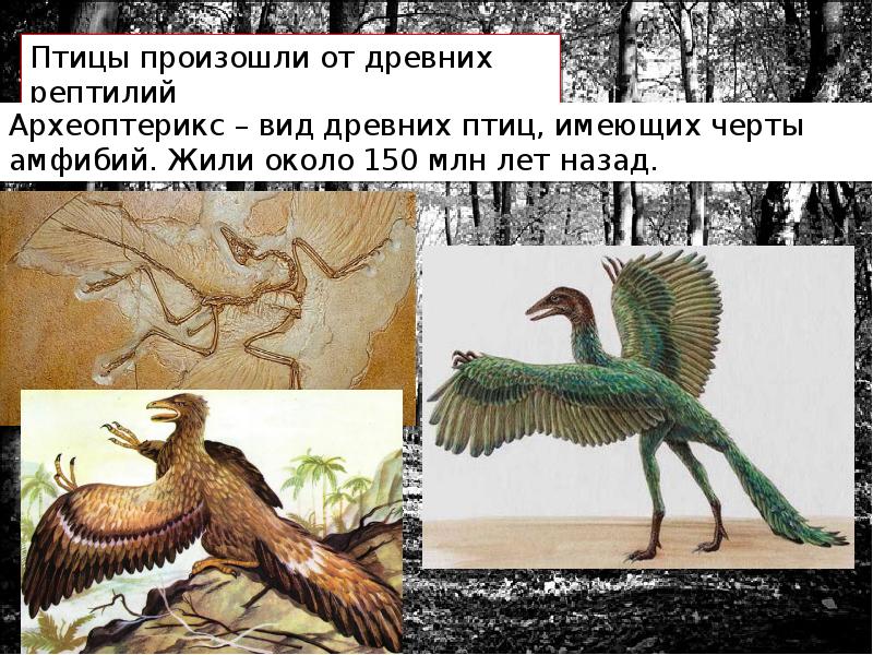 Откуда появились птицы. Археоптерикс Эволюция птиц. Древние птицы. Древние птицы названия. Предки птиц.