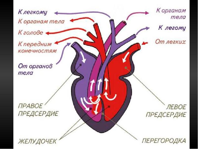 Сердце рептилий состоит