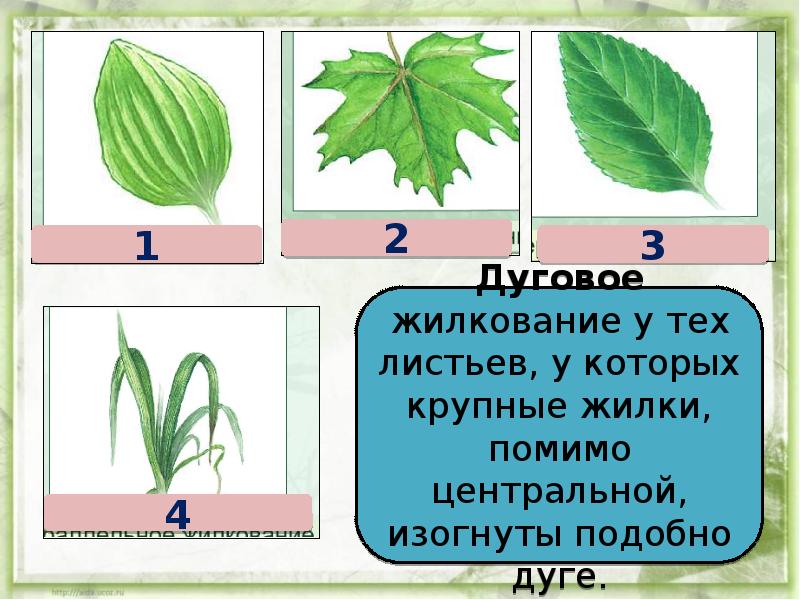 Таблица строение листа 6 класс