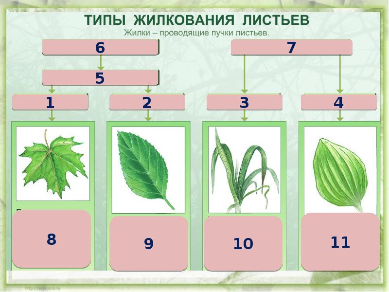 Проект по биологии 6 класс внешнее строение листа