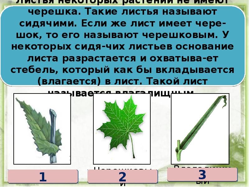 Лист 6 класс презентация. Доклад по биологии 6 класс строение листа. Строение листа 6 класс. Лист внешнее строение листа 6 класс. Презентация на тему лист.