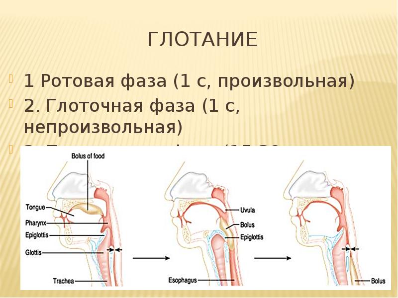 Глоточный рефлекс. Ротовая фаза глотания рефлекс. Глоточная фаза глотания. Пищеварение в полости рта глотание. Пищеварение в ротовой полости и в желудке.