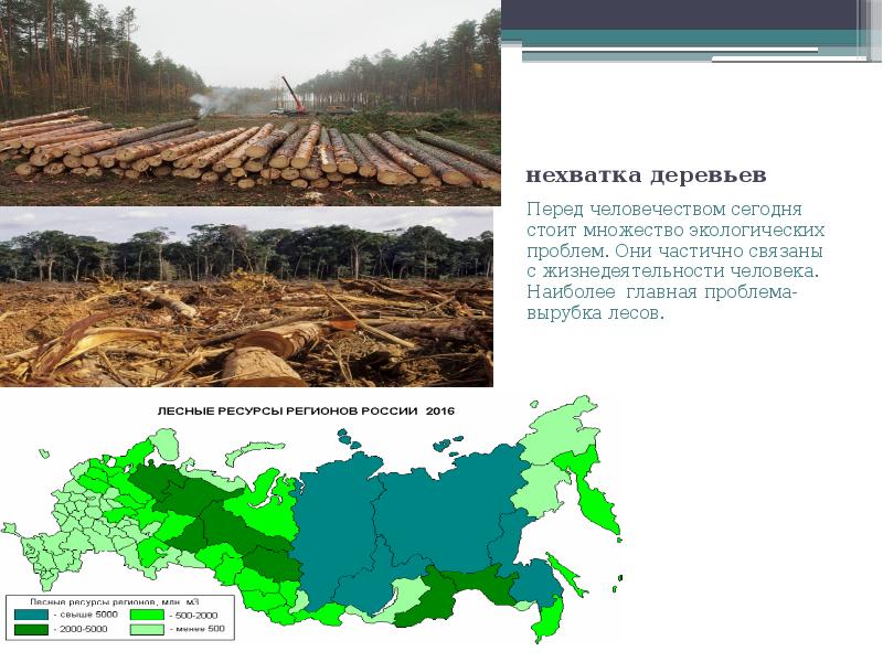 Вырубка лесов как экологическая проблема презентация