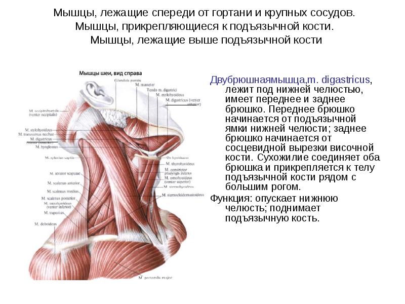 Мышцы расположенные ниже подъязычной кости. Мышцы шеи лежащие выше подъязычной кости. Топография мышц шеи. Топография и фасции шеи.