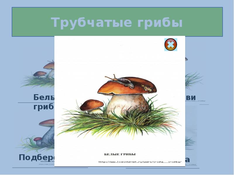 Трубчатые грибы подберезовик. Презентация трубчатые грибы 7 класс. Лист презентации по грибам рисунок.