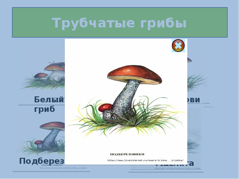 Трубчатые грибы подберезовик. Трубчатые грибы подберезовик подосиновик. Подберезовик трубчатый гриб. Строение гриба биология. Строение трубчатого гриба.