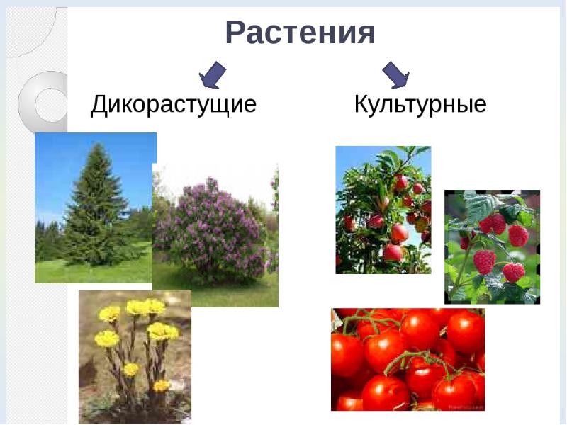 Дикорастущие и культурные растения картинки