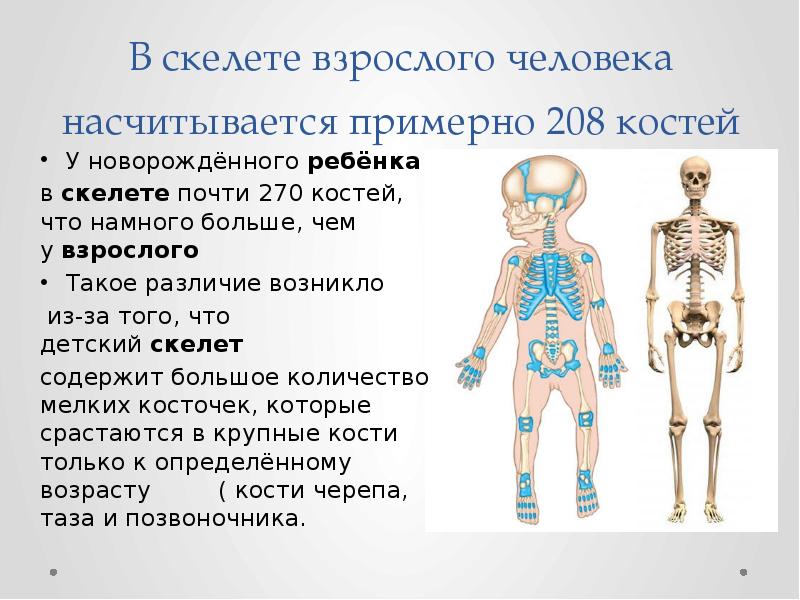 Сколько костей имеет. Сколько костей в скелете человека. Сколькоткостей в человеке. Скелет взрослого и ребенка. Скелет от ребенка к взрослому.