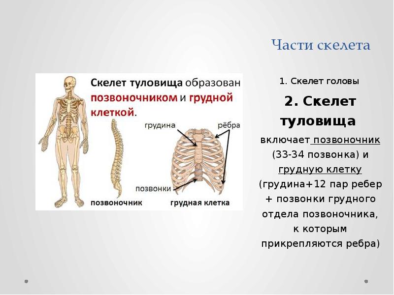 Скелет туловища тест. Рост и развитие скелета туловища кратко. Скелет туловища презентация. Отделы скелета туловища. Осевой скелет туловища.