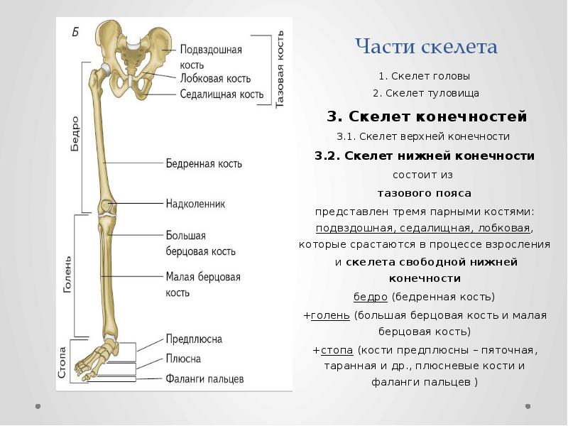 Самая крупная кость поясов конечностей. Кости свободной нижней конечности: строение, возрастные изменения.. Отделы скелета пояс нижних конечностей.