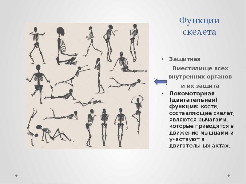 Тест функции скелета. Строение и функции отделов скелета человека. Тест функции скелета. Функции костей скелета человека. Защитная функция скелета.